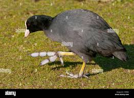 Attēlu rezultāti vaicājumam “Fulica atra”