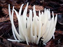 Attēlu rezultāti vaicājumam “Clavaria sphagnicola”