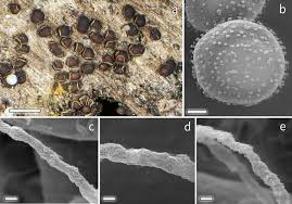 Attēlu rezultāti vaicājumam “Diderma rufostriatum spores”