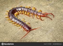 Attēlu rezultāti vaicājumam “Chilopoda”