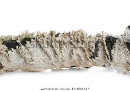 Attēlu rezultāti vaicājumam “Schizopora paradoxa”