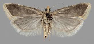 Attēlu rezultāti vaicājumam “Aethes margaritana”