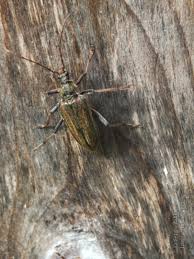Attēlu rezultāti vaicājumam “Oxymirus cursor female”