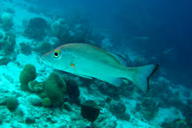 Image result for Lutjanus mahogoni