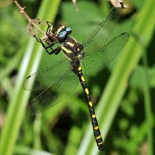 Attēlu rezultāti vaicājumam “Cordulidae”