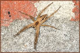 Attēlu rezultāti vaicājumam “Pisaura mirabilis female”