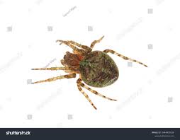 Attēlu rezultāti vaicājumam “Gibbaranea gibbosa”