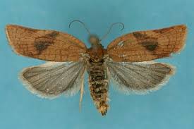 Attēlu rezultāti vaicājumam “Aphelia viburniana”