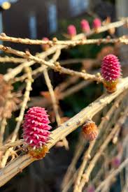 Attēlu rezultāti vaicājumam “Larix decidua flower”