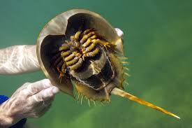 Image result for Limulus polyphemus