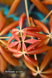 Attēlu rezultāti vaicājumam “Aesculus x neglecta flower”