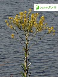 Image result for Isatis tinctoria