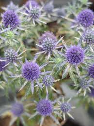 Image result for Eryngium `Blue Hobbit`