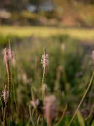 Attēlu rezultāti vaicājumam “Plantago media bud”