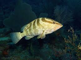 Image result for Epinephelus striatus