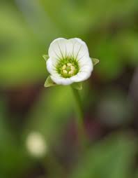 Attēlu rezultāti vaicājumam “Parnassia palustris fruit”