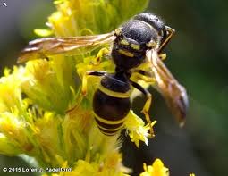 Attēlu rezultāti vaicājumam “Ancistrocerus sp. male”