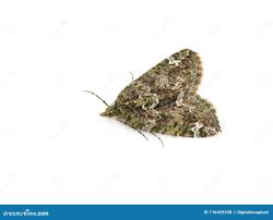 Attēlu rezultāti vaicājumam “Chloroclysta siterata”