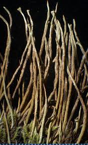 Attēlu rezultāti vaicājumam “Cladonia cornuta”