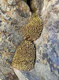 Attēlu rezultāti vaicājumam “Encalypta”