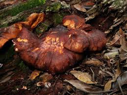 Attēlu rezultāti vaicājumam “Buglossoporus quercinus”