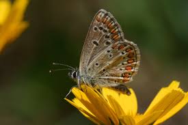 Attēlu rezultāti vaicājumam “Aricia artaxerxes”