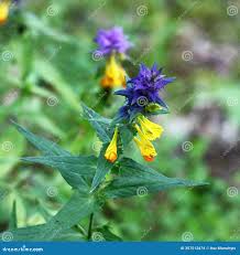 Attēlu rezultāti vaicājumam “Melampyrum nemorosum leaf”