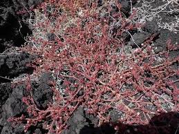Attēlu rezultāti vaicājumam “Astragalus glycyphyllos fruit”