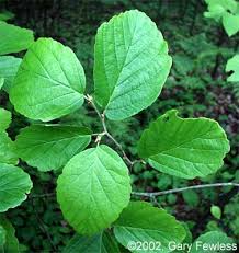 Attēlu rezultāti vaicājumam “Hamamelis virginiana leaf”