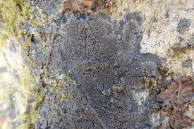 Attēlu rezultāti vaicājumam “Parmeliella triptophylla”