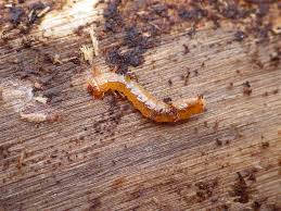 Attēlu rezultāti vaicājumam “Cucujus cinnaberinus larva”