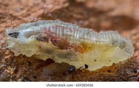 Attēlu rezultāti vaicājumam “Syrphus larva”