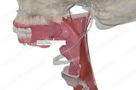 Attēlu rezultāti vaicājumam “Cribraria piriformis”