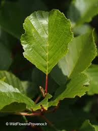 Attēlu rezultāti vaicājumam “Fagus sylvatica female flower”