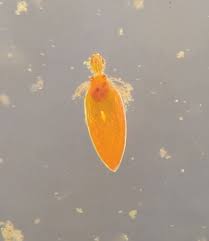 Attēlu rezultāti vaicājumam “Hydrachna”