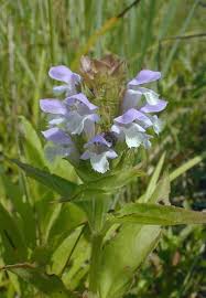Attēlu rezultāti vaicājumam “Prunella vulgaris flower”