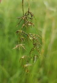 Attēlu rezultāti vaicājumam “Chara globularis”