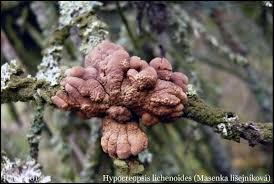 Attēlu rezultāti vaicājumam “Hypocreopsis lichenoides”