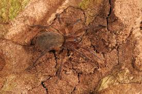 Attēlu rezultāti vaicājumam “Agroeca brunnea”