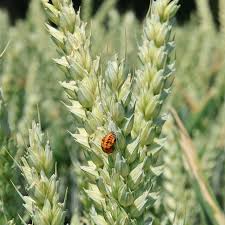 Attēlu rezultāti vaicājumam “Triticum aestivum”