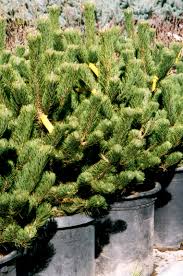 Attēlu rezultāti vaicājumam “Pinus nigra”