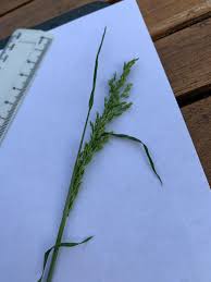 Attēlu rezultāti vaicājumam “Poa humilis”