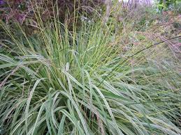 Attēlu rezultāti vaicājumam “Molinia caerulea leaf”