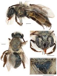 Attēlu rezultāti vaicājumam “Andrena”