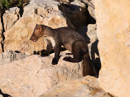 Attēlu rezultāti vaicājumam “Martes foina”