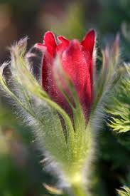 Attēlu rezultāti vaicājumam “Pulsatilla pratensis bud”