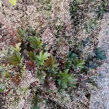 Image result for Heuchera Metallica