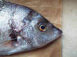 Image result for Diplodus puntazzo