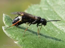 Attēlu rezultāti vaicājumam “Allantus cinctus”