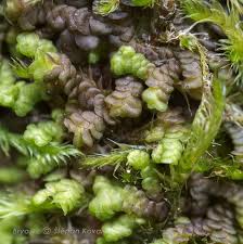 Attēlu rezultāti vaicājumam “Frullania dilatata”